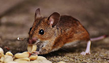 organic-and-eco-friendly-pest-solutions Experts in Marriott Corp